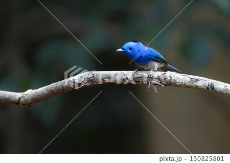 タイなど東南アジアの熱帯雨林で見られる青い美しい野鳥、クロエリヒタキ タイなど東南アジアの熱帯雨林で見られる青い美しい野鳥、クロエリヒタキ 130825801