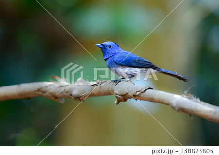 タイなど東南アジアの熱帯雨林で見られる青い美しい野鳥、クロエリヒタキ 130825805