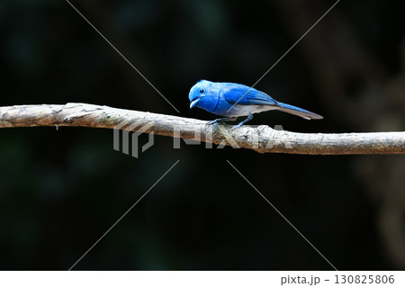タイなど東南アジアの熱帯雨林で見られる青い美しい野鳥、クロエリヒタキ 130825806