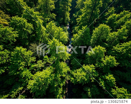 Lush Forest Canopy: A Vibrant Springtime Aerial View 130825874