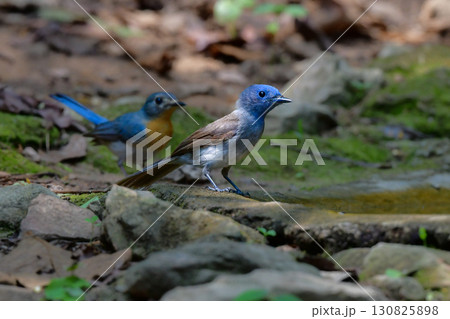 タイなど東南アジアの熱帯雨林で見られる青い美しい野鳥、クロエリヒタキ タイなど東南アジアの熱帯雨林で見られる青い美しい野鳥、クロエリヒタキ 130825898