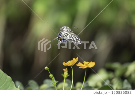 キバナコスモスの花の蜜を吸うアゲハ蝶 130826082