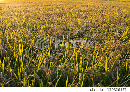 実りの秋、夕焼けに染まる稲穂畑 130826171