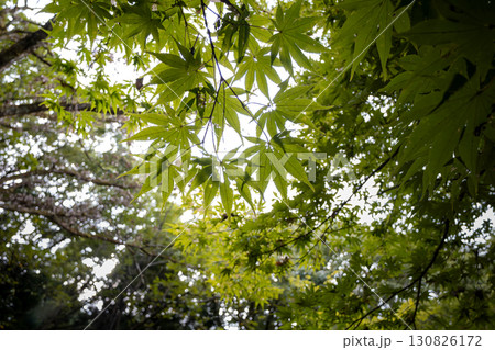 木漏れ日が差し込む緑が美しいカエデの葉 130826172