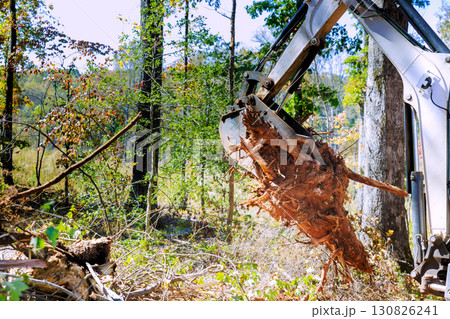 Excavator skillfully extracts tree roots from ground in forested area 130826241