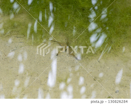 虫の死骸を食べるオタマジャクシ 130826284