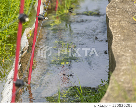 田んぼの用水路を飛ぶハグロトンボ 130826293