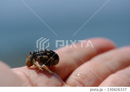 手のひらの上のヤドカリ 130826337