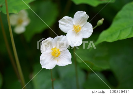 シラユキゲシの花 シラユキゲシの花 130826454