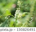 白く可憐な紫蘇の花 130826491