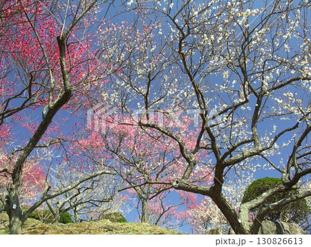早春の梅の花咲く山麓の筑波梅林風景 130826613