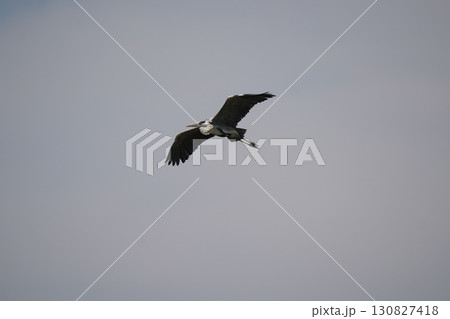 青鷺が飛ぶ 130827418