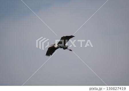 青鷺が飛ぶ 130827419