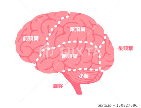 人の脳みその構造と部位名 (横から) ベクターイラスト 130827596
