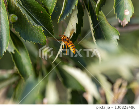 飛び回るケブカスズメバチ 130828486