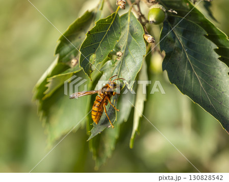 葉に止まるケブカスズメバチ 130828542