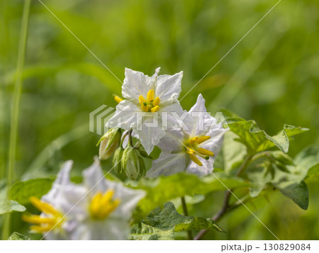 野原に咲くワルナスビの花 130829084