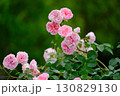 ピンク色の可愛いバラ 130829130