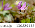 春の野に咲くカタクリの花 130829132