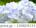 青い紫陽花 130829133
