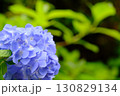 青い紫陽花 130829134