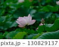 優雅な蓮の花 130829137