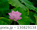 蓮の花のある風景 130829138