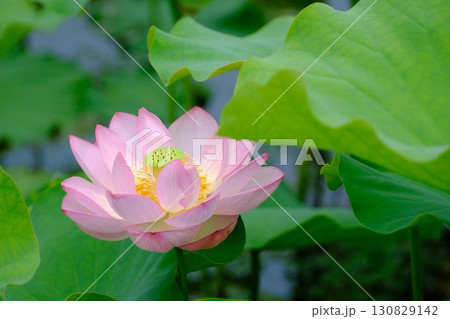 蓮の花のある風景 130829142