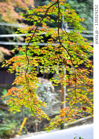 京の奥座敷 貴船神社の紅葉 130829252