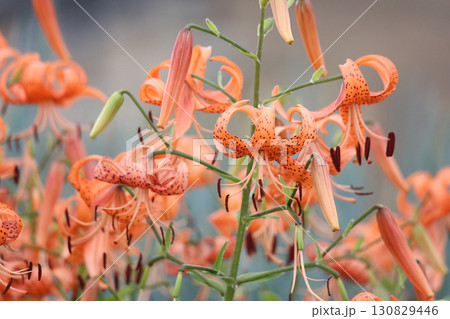 風に揺れるオニユリ 130829446