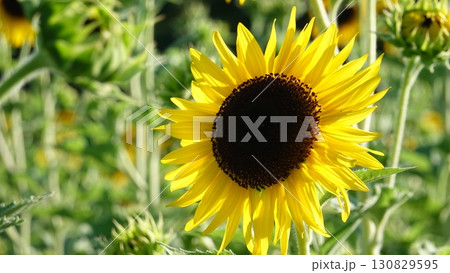 ひまわり畑 130829595