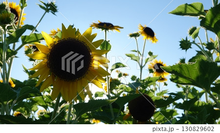 ひまわり畑 130829602