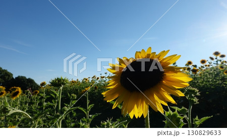 ひまわり畑 130829633