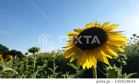 ひまわり畑 130829634