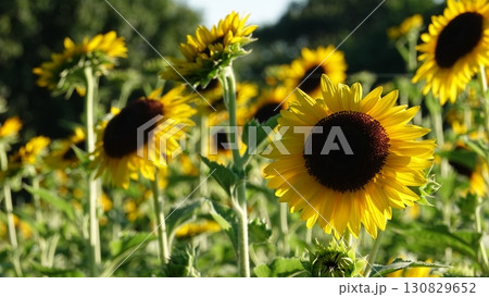 ひまわり畑 130829652
