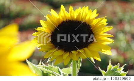 ひまわり畑 130829669