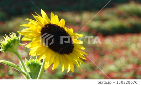 ひまわり畑 130829670