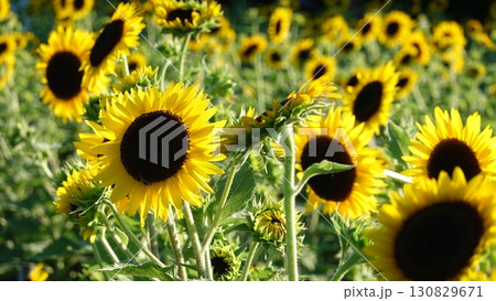 ひまわり畑 130829671