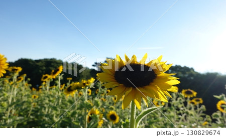ひまわり畑 130829674