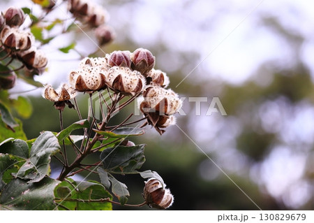コットンフラワーのある風景 130829679