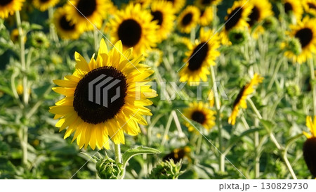ひまわり畑 130829730