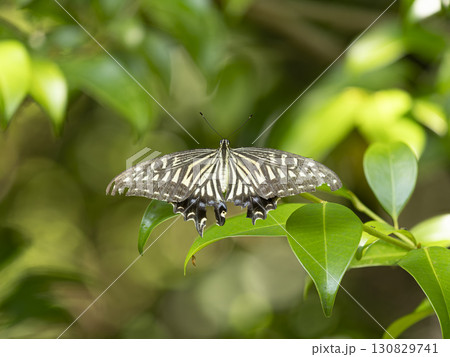 新緑の葉に止まるナミアゲハ 新緑の葉に止まるナミアゲハ 130829741
