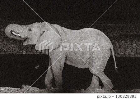 Drinking elephant at night 130829893