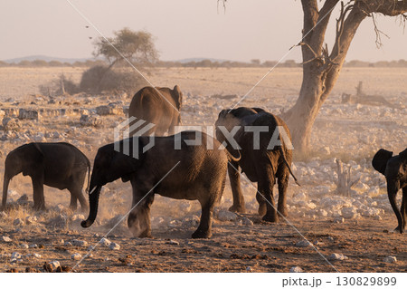 Bathing Elephants in Etosha Bathing Elephants in Etosha 130829899