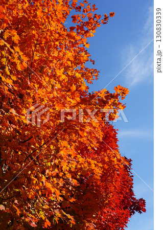 紅葉したサトウカエデ 紅葉したサトウカエデ 130830339