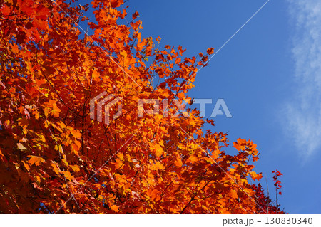 紅葉したサトウカエデ 紅葉したサトウカエデ 130830340