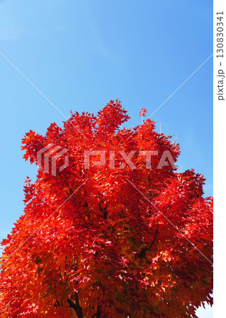 紅葉したサトウカエデ 紅葉したサトウカエデ 130830341