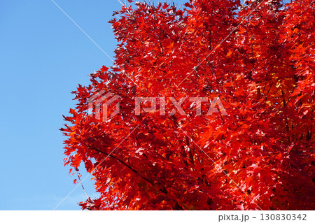 紅葉したサトウカエデ 紅葉したサトウカエデ 130830342