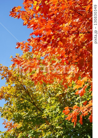 紅葉したサトウカエデ 130830349