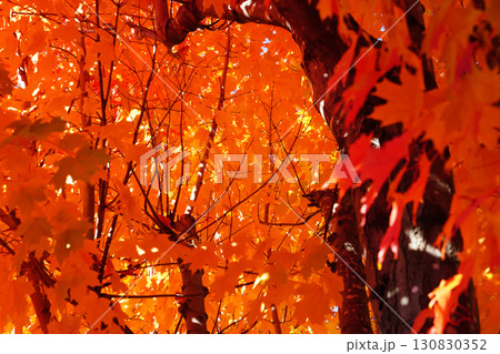 紅葉したサトウカエデ 紅葉したサトウカエデ 130830352